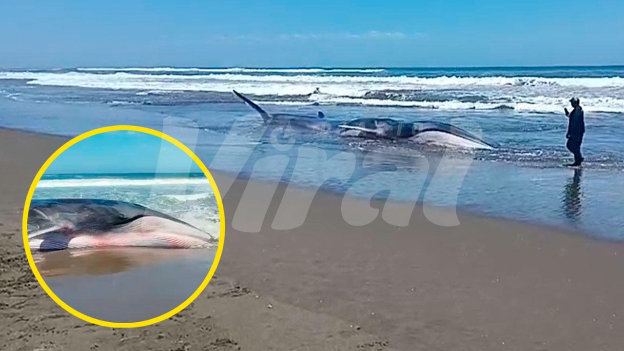 Islay: ballena permanece varada y con vida en la costa de Deán Valdivia