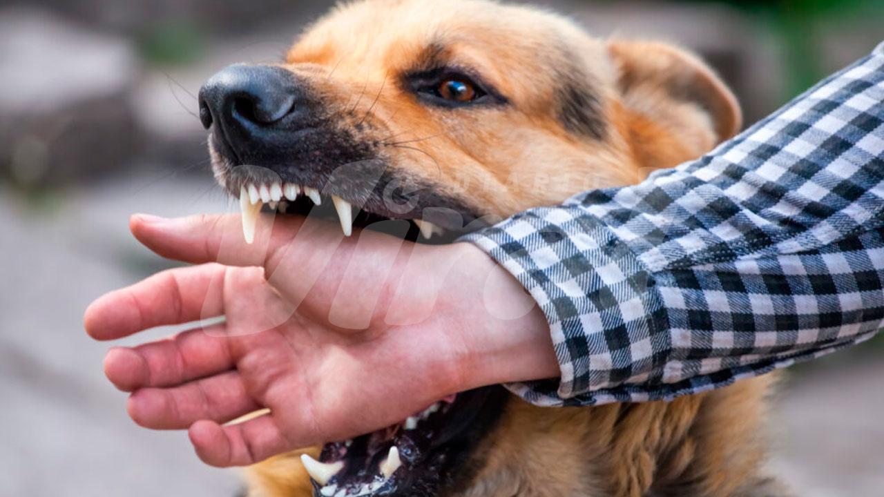 Alerta por perros callejeros: ataques superan los 3500 casos en Arequipa
