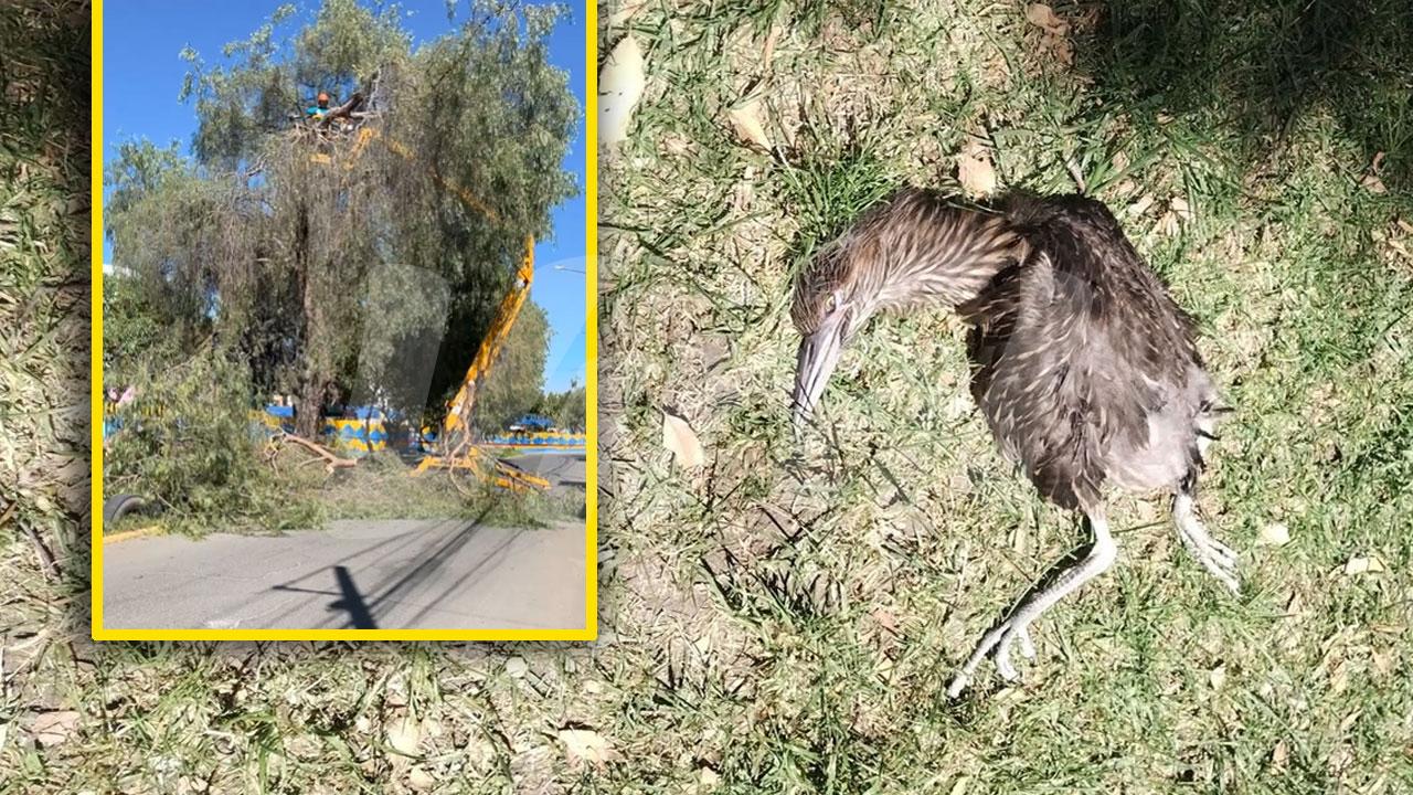 Denuncian muerte de garza tras poda de árboles en Bustamante y Rivero