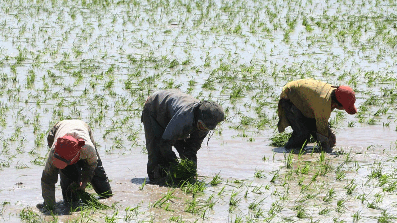 Midagri aprueba lineamientos para compra y distribución extraordinaria de arroz en apoyo a agricultores