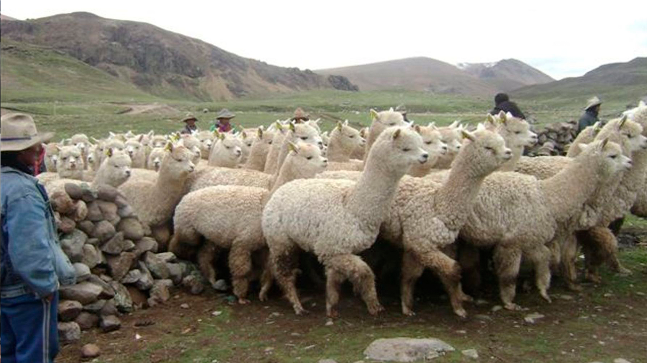 Heladas en Arequipa podrían causar la muerte de más de 23 mil alpacas, advierte Agricultura