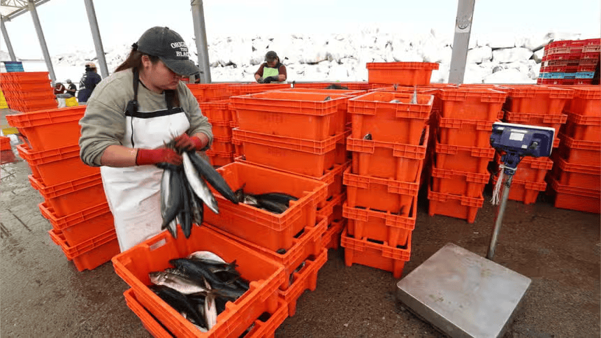 Tacna: lavaron pescado para consumo con agua contaminada en Morro Sama, revela Contraloría