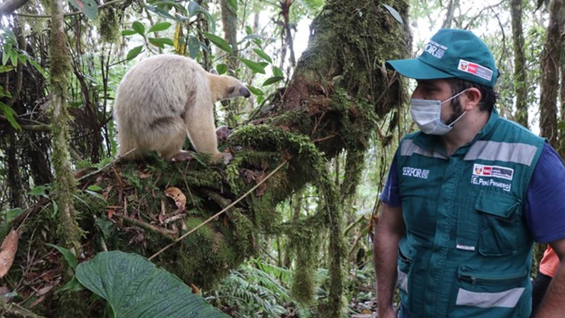 Serfor advierte multas desde S/5500 por tener animales silvestres en cautiverio