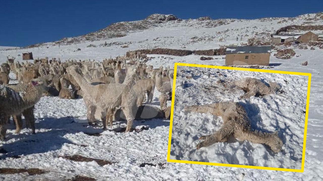Caylloma: nevadas matan 50 cabezas de ganado
