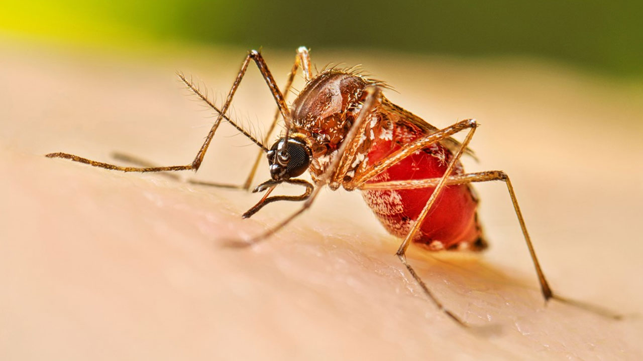 Cambio climático eleva riesgo de dengue
