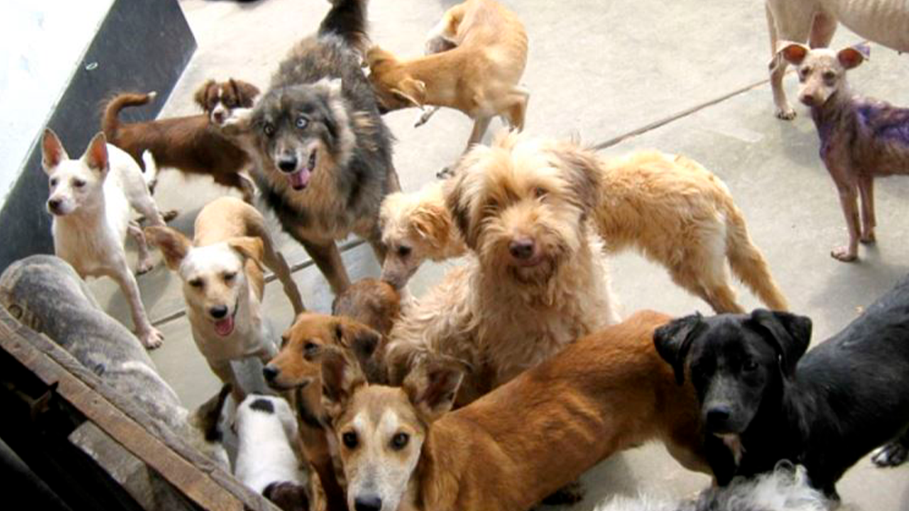 Advierten que municipios de Arequipa incumplen ley de protección animal