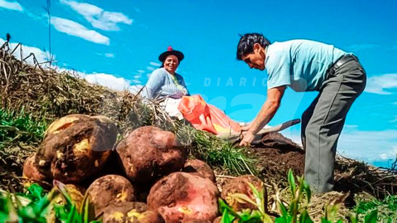 Agricultura arequipeña en riesgo por El Niño y la indiferencia