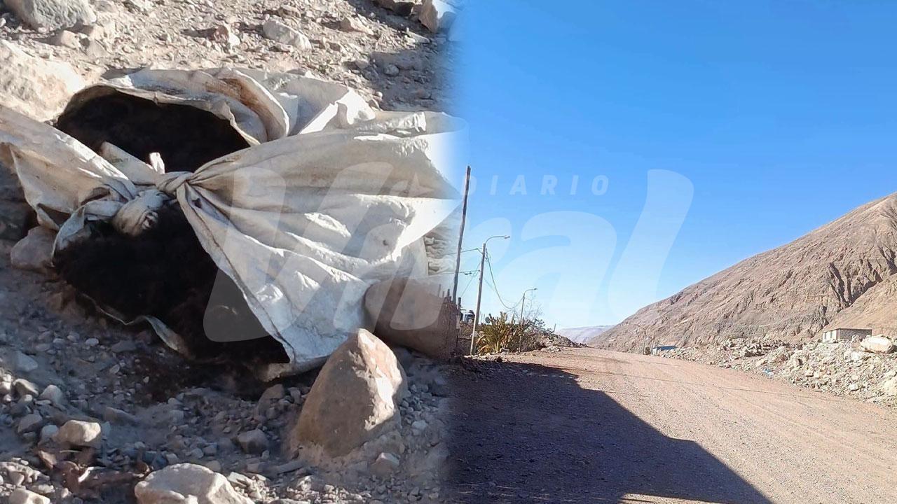 Castilla: vecinos denuncian presencia de perros muertos