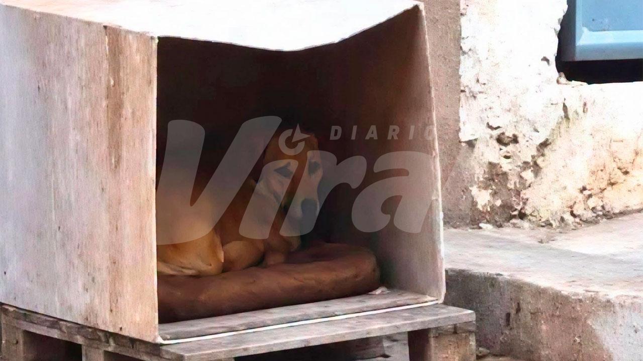 Exigen justicia tras muerte de perritos en Puno
