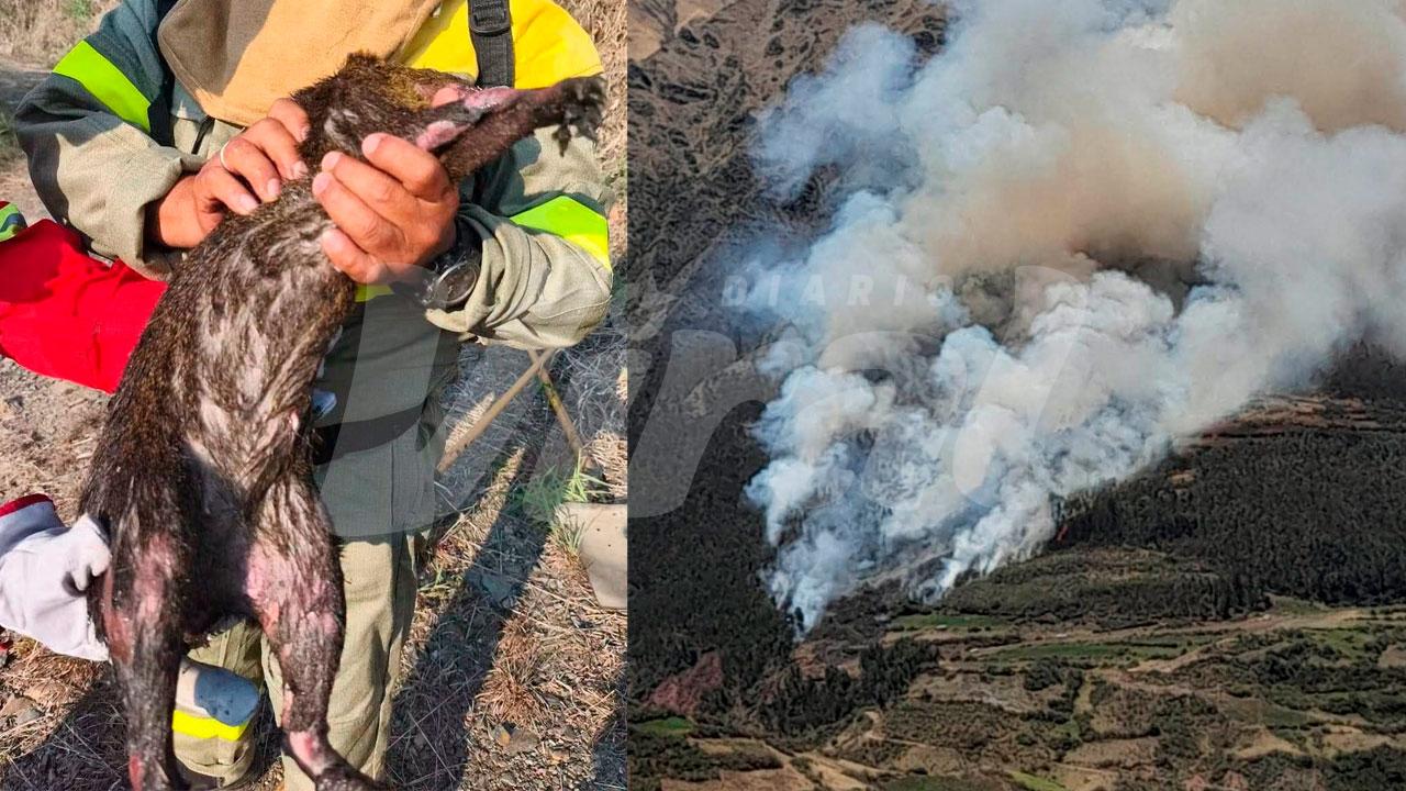 Fauna muere por incendios forestales en Cusco