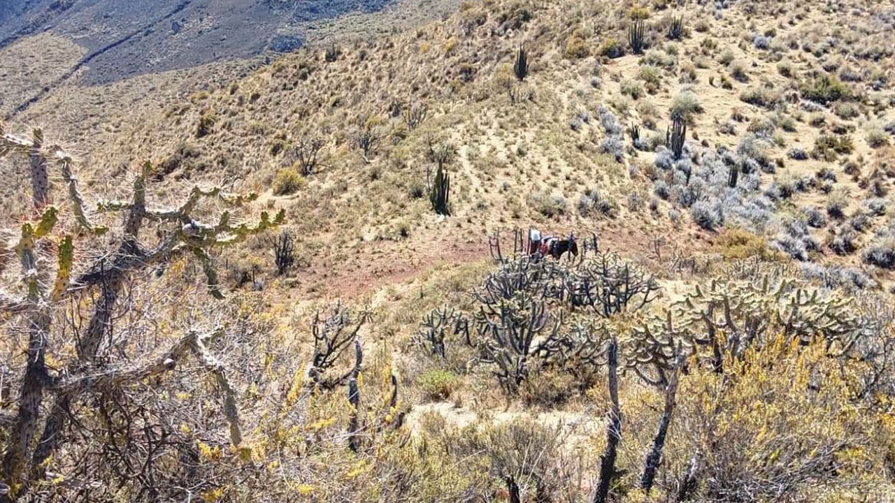 Machaguay: incendio arrasó 120 hectáreas de pastos