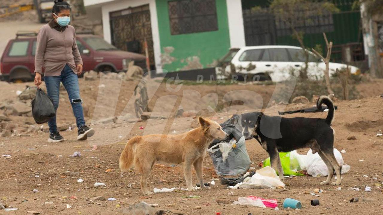 Paucarpata multará con hasta 2 UIT por abandono de perros en las calles