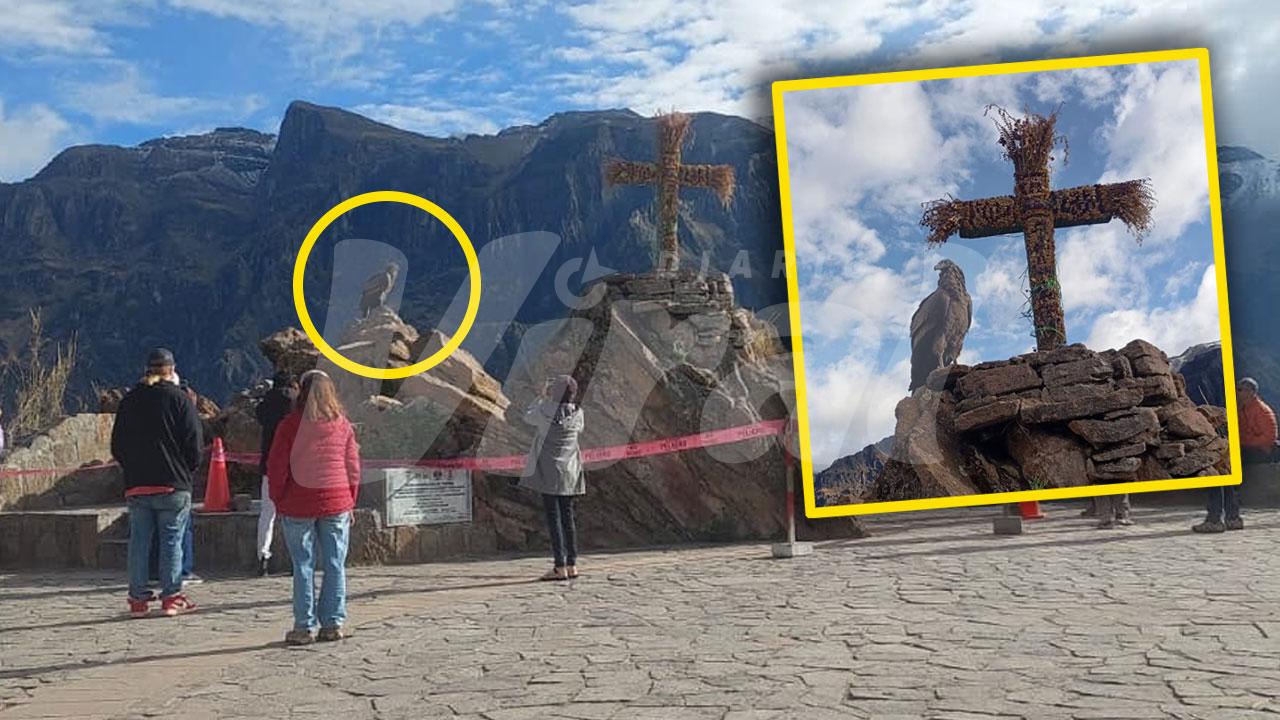 Serfor pide proteger cóndor andino ante incendios forestales