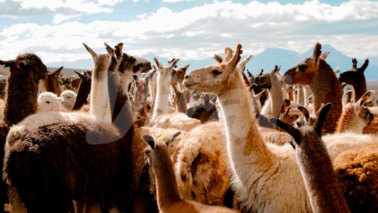 Protegen 62 mil llamas y alpacas ante heladas en Tacna