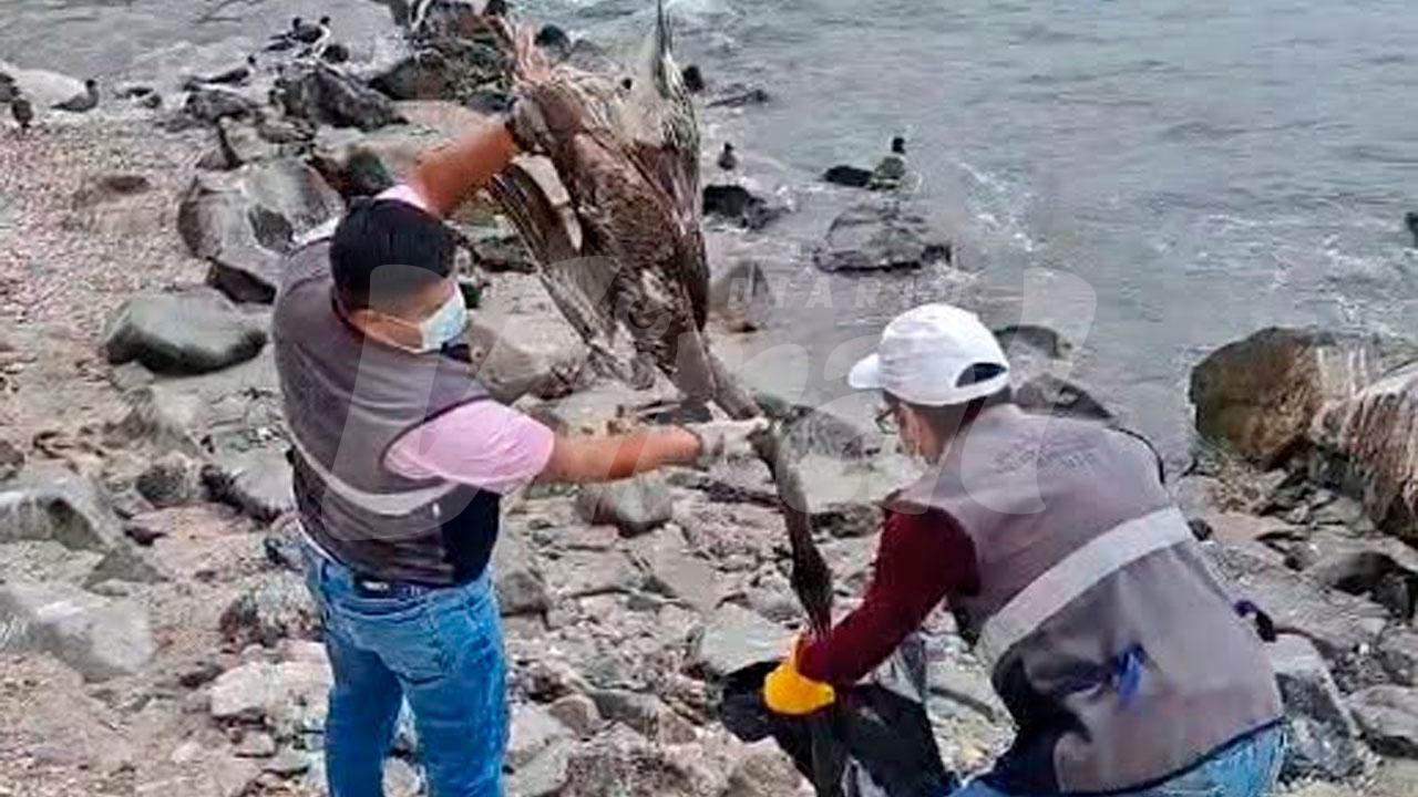 Retiran aves muertas en Ilo