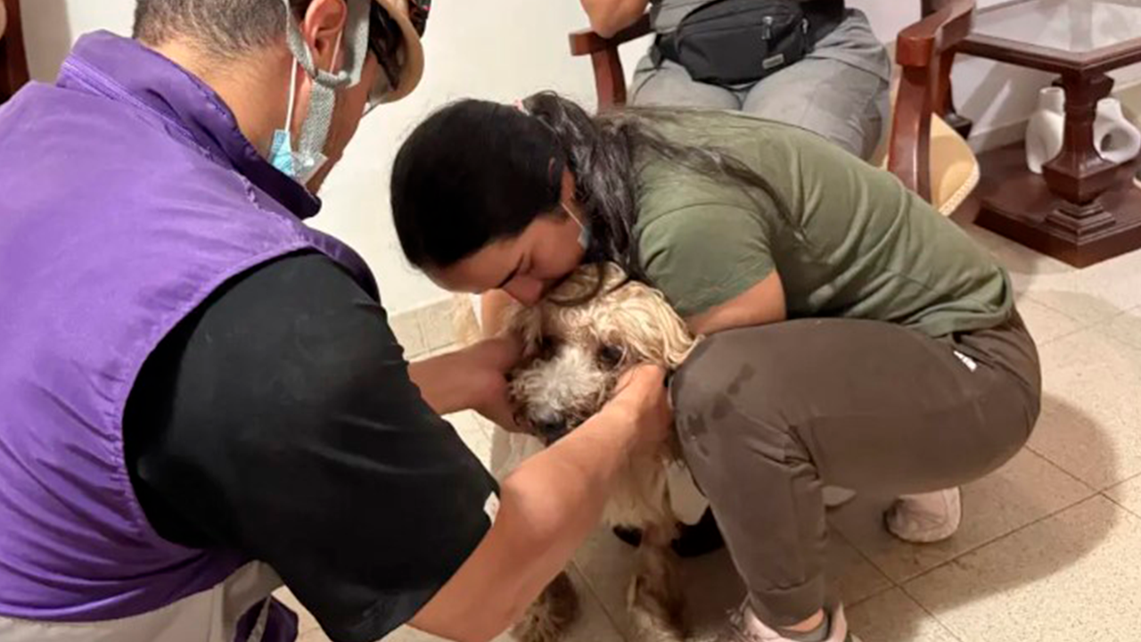 Antonio, el perro que sobrevivió 48 horas bajo los escombros del terremoto en Cali
