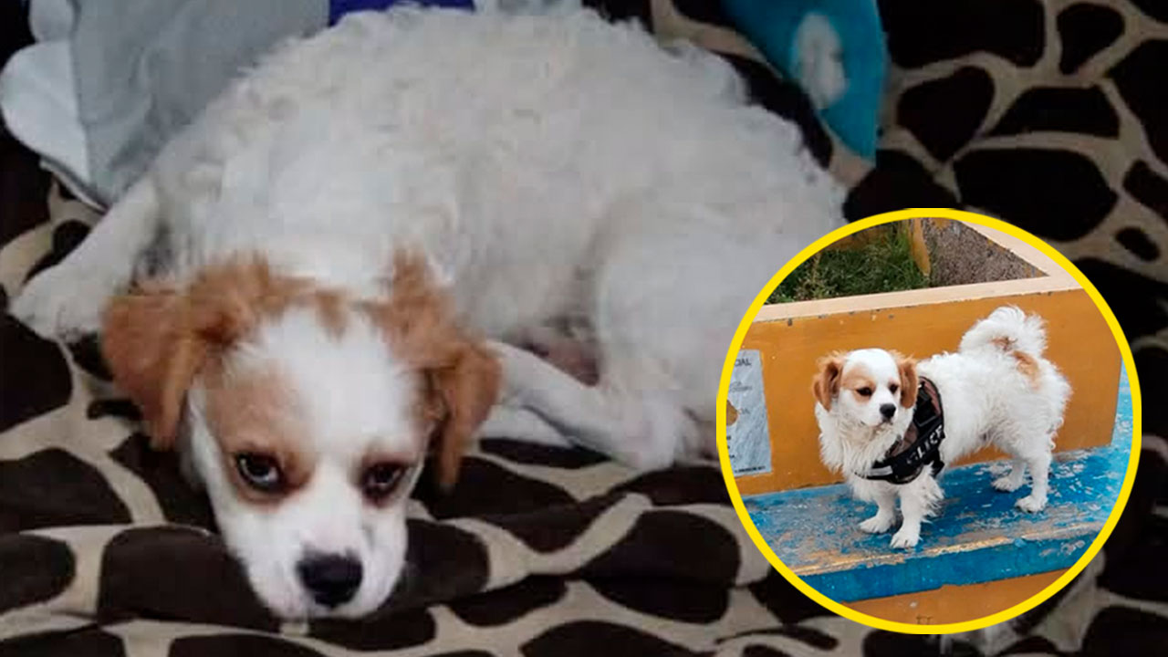 Camaná: buscan a perrito perdido cerca de la excomandancia