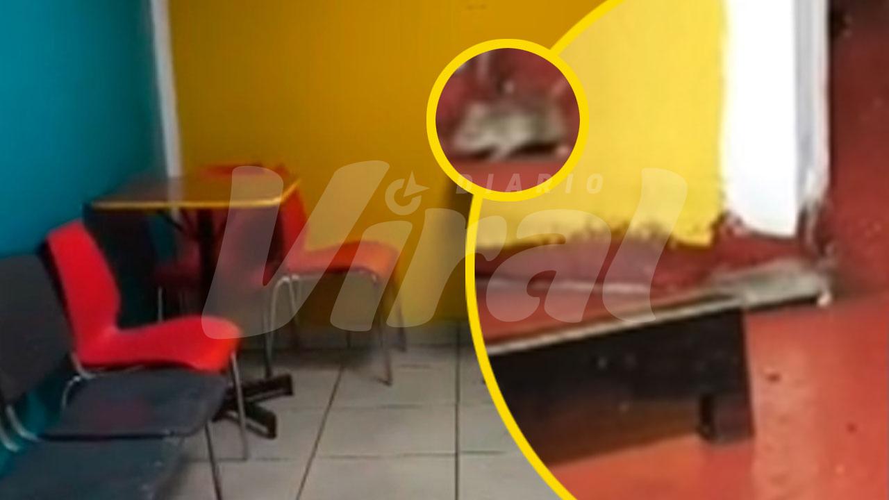 Denuncian presencia de ratones en restaurante