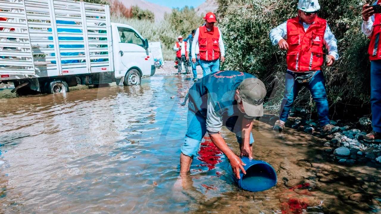 Moquegua: recuperan producción de camarón en pozas 