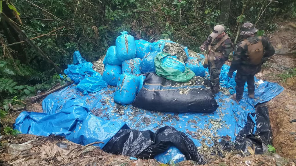 Puno: Policía decomisa más de 268 kilos de droga y destruye 34 laboratorios