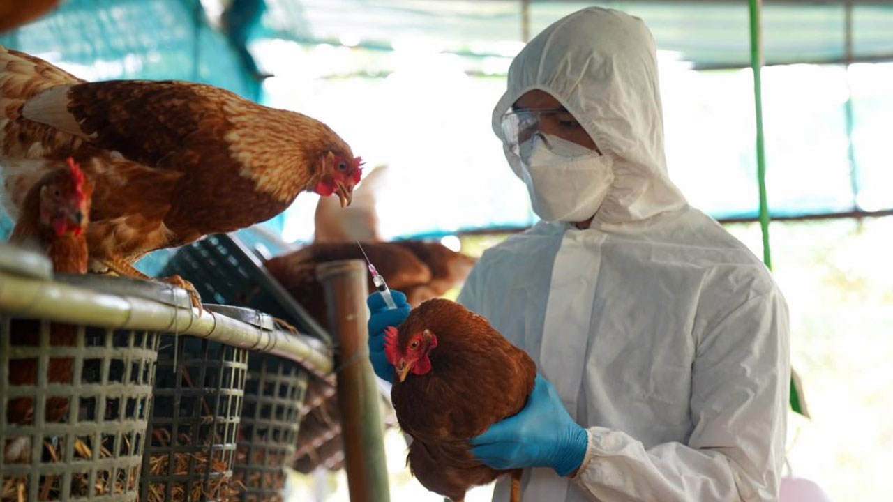 Senasa descarta riesgo por consumo de pollo y huevos tras brote de influenza aviar